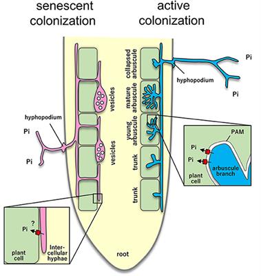 Dynamic Phosphate Uptake in Arbuscular Mycorrhizal Roots Under Field Conditions